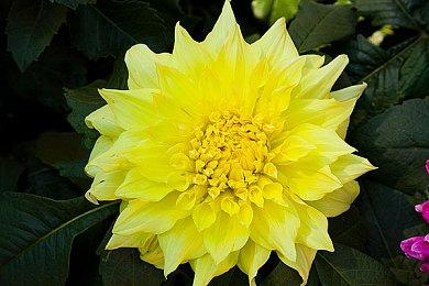 史克威尔原NS独占《三角战略》PC版10＆13推出